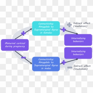 The Effects Of Maternal Cortisol On The Amygdala And, HD Png Download