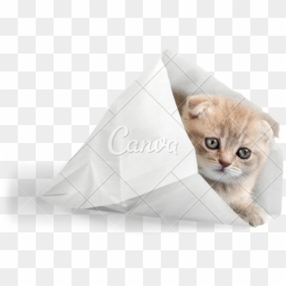 Scottish Fold Cats Png - Kitten, Transparent Png