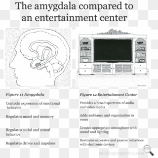The Amygdala Controls The Expression Of Emotional Behavior - Ciara Hanna And James Maslow, HD Png Download
