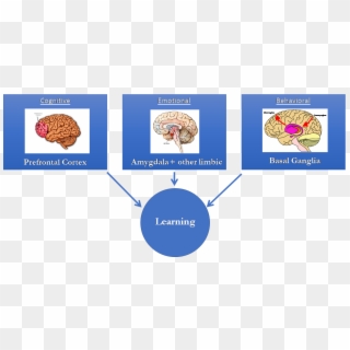 Artificial Intelligence/machine Learning And Learning - Parts Of The Brain, HD Png Download