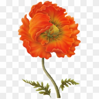 Poppy Clipart Vintage Botanical - Poppy, HD Png Download