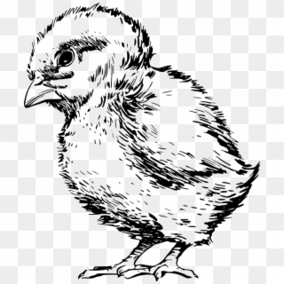 Chick Bird Baby Small Fuzzy Farm Easter Spring - Clipart Chick Black And White, HD Png Download