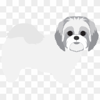 - Maltese , Png Download - Shih-poo, Transparent Png