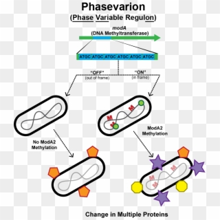 Phase Variation Bacteria, HD Png Download
