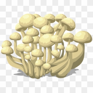 Mushrooms White Fungus Fungi Png Image - Mycoremediation Process, Transparent Png