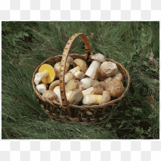 This Free Icons Png Design Of Edible Fungi In Basket - Edible Mushroom Basket, Transparent Png