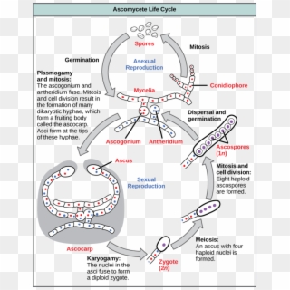 Image - Phylum Ascomycota Life Cycle, HD Png Download