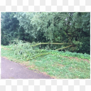 Fallen Tree At Horsbere Brook In Longlevens - Grass, HD Png Download
