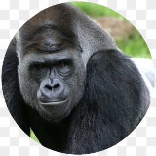 Supporting The Care Of The Silverback Gorilla - Silver Backed Gorilla, HD Png Download