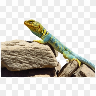 Download Lizard Png Transparent Images Transparent - Reptiles In Arches National Park, Png Download