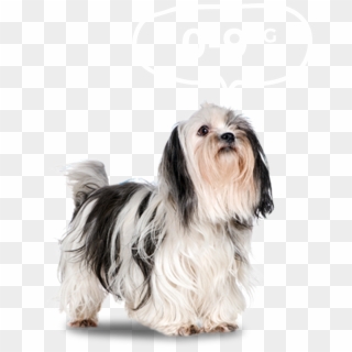 Small Dog Png Transparent Background - Гипоаллергенные Породы Гипоаллергенная Собака, Png Download