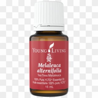 Tea Tree Essential Oil Is Likely One Of The Most Popular - Melrose Young Living Png, Transparent Png