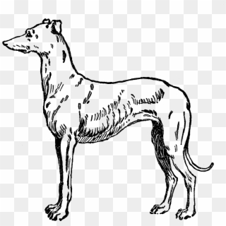 Greyhound Clipart Transparent - Ancient Dog Breeds, HD Png Download