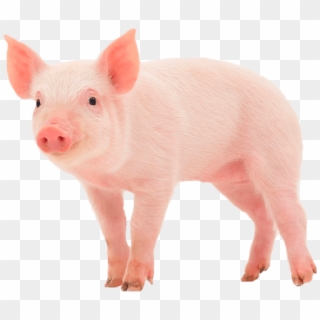 Pig - Pig Transparent, HD Png Download