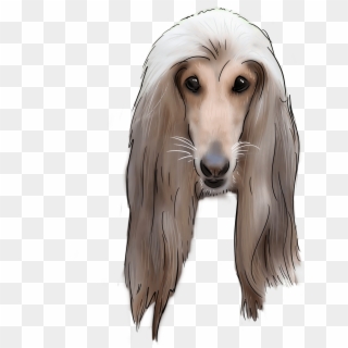 62 Why Are You An Afghan Hound - Afghan Hound, HD Png Download
