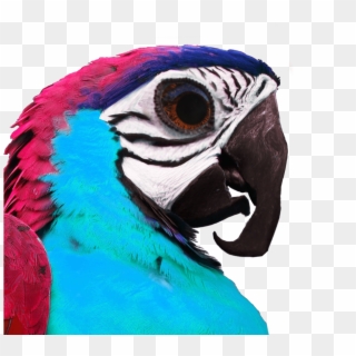 Umphsothegreater Birb Profile - Macaw, HD Png Download