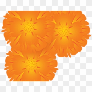 Marigold Clipart Mexico Flower - English Marigold, HD Png Download