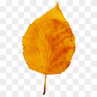 Download Fall Leaf Png Images Background - Fall Leaf Yellow, Transparent Png