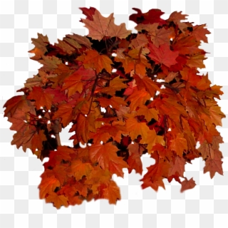 Fall Clipart Fall Foliage - Bunch Of Autumn Leaves, HD Png Download