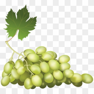 Png Grape, Transparent Png