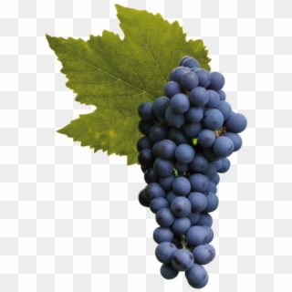 Wine In Bulk - Pinot Noir Grapes Png, Transparent Png