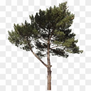 Pine Tree Png Free, Transparent Png