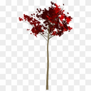 Maple Tree Png, Transparent Png