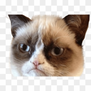 Grumpy Cat Head Transparent Png Stickpng - Gato Grumpy Cat, Png Download
