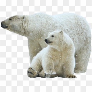 Polar Bear Png Transparent Images - Polar Bear Images Png, Png Download