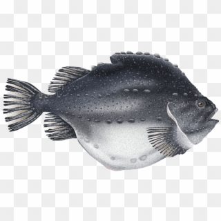 Lumpfish - Lumpfish Png, Transparent Png