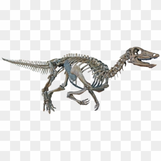 Thescelosaurus Neglectus - Velociraptor, HD Png Download