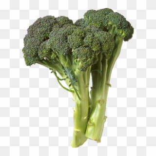 Broccoli3 - Broccoli Bad For You, HD Png Download