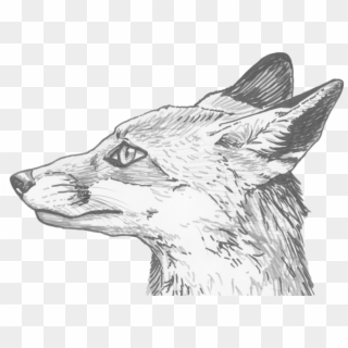 Fox Eyes Png Clipart - Pencil Line Drawing Of Fox, Transparent Png