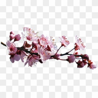 Cherry Blossom, HD Png Download