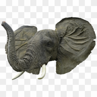 Elephant Head Png - Elephant Head Transparent, Png Download