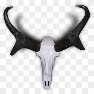 Pronghorn Clipart Horns - Antelope Skull, HD Png Download