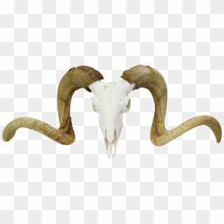 Large Vintage Ram S Skull Chairish - Horn, HD Png Download