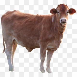 Cow Image Id Png Photo With Transparent - Cow Png, Png Download