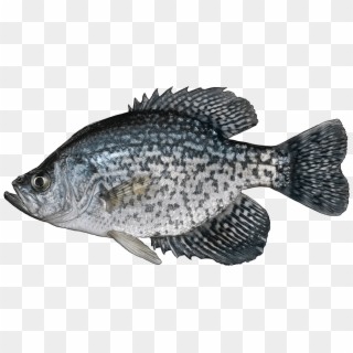 Http - //www - Fishbuoy - Com/images/images/fish Species - Black Crappie Fish, HD Png Download