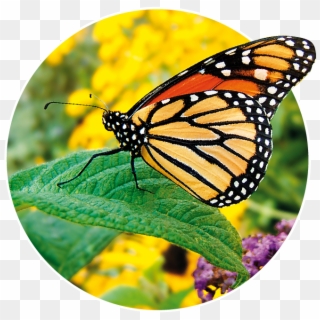 Monarch Butterfly, HD Png Download