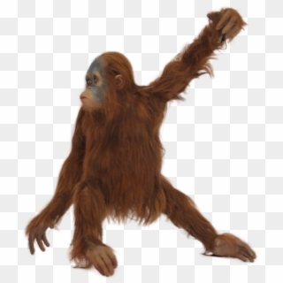 Real Monkey Png - Orangutan With No Background, Transparent Png