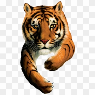 Tiger Brands Logo - Tiger Brands, HD Png Download