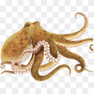 Octopus Png, Transparent Png