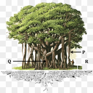 The Diagram Shows A Banyan Tree - Prop Root In Banyan Tree, HD Png Download