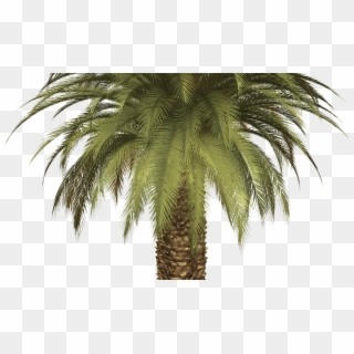 15 Palm Tree Png Clipart For Free Download On Mbtskoudsalg - Oil Palm Tree Transparent Png, Png Download