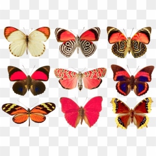 Butterflies Png By Absurdwordpreferred - Butterfly More, Transparent Png
