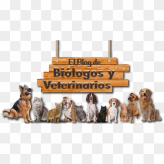 El Blog De Biólogos Y Veterinarios - Animales Veterinaria Png Animado, Transparent Png
