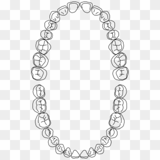 Human Dental Arches - Tooth 18, HD Png Download