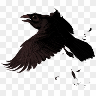 #crow #bird #birds #animals #animal #feather #fly#badluck - Portable Network Graphics, HD Png Download