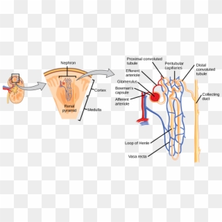 Figure 41 - 2 - 3 - The Nephron Is The Functional Unit - Kidney Nephron Diagram, HD Png Download